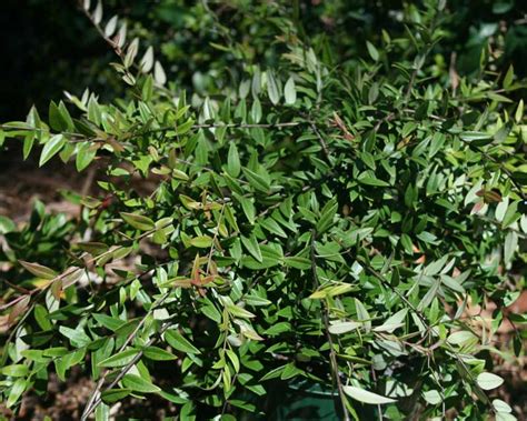 Plant Austromyrtus Dulcis Gardensonline