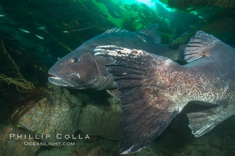 Giant Sea Bass Stereolepis Gigas Catalina Island California