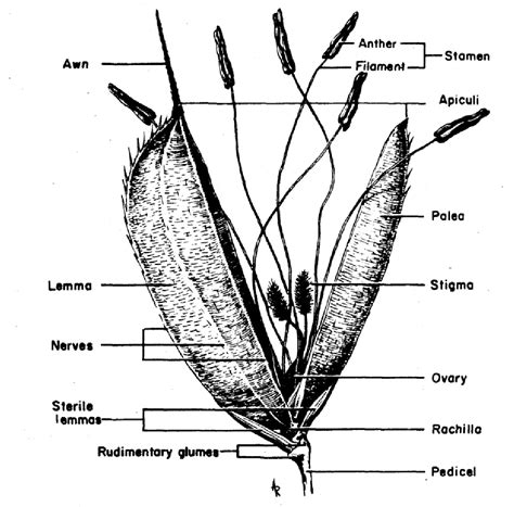 Pdf The Morphology And Varietal Characteristics Of The Rice Plant