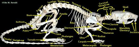 Bio370 Mammal Skeleton Animal Skeletons Skeleton Labeled Mammals