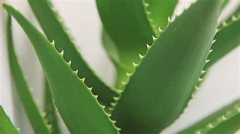 10 Plants With Spiky Leaves Animesonnet