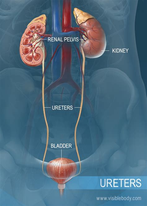 Urine Drains From The Ureters Into The Bladder Through The Best Drain