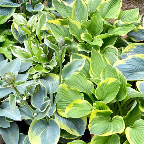 Mixed Hosta Plants For Sale Made In The Shade Collection Easy To