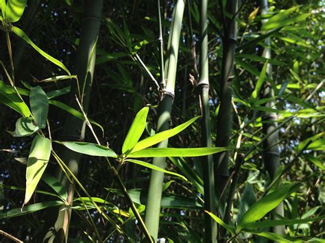Any other species of bamboo that grow in north america are generally those that have been transplanted from other places. Identificazione di specie invasive per la tutela del ...