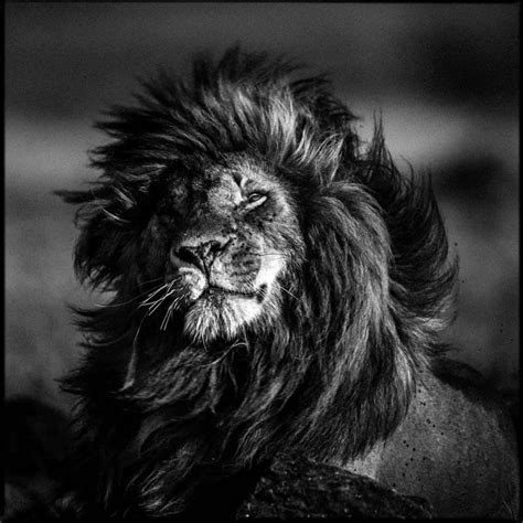Select your favorite images and download them for use as wallpaper for your desktop or phone. Scarface lion in the wind by Laurent Baheux on 500px ...