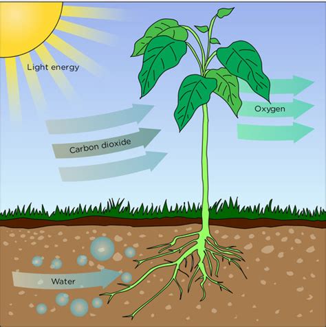 Leaves capture sunlight to make food for the plant through the process of photosynthesis. Natural Sciences Grade 8
