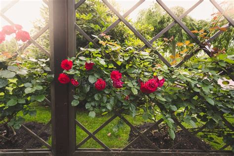 Toned Image Of Red Roses Growing On Decorative Wooden Fence At P Stock