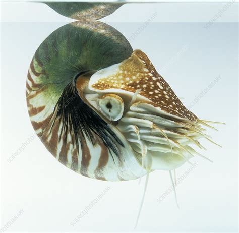 Chambered Nautilus Stock Image C0122410 Science Photo Library