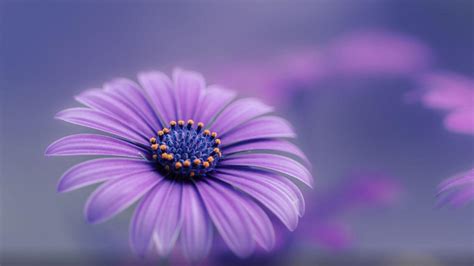 Flower Images Hd Wallpapers 1080p Download Free Download Desktop