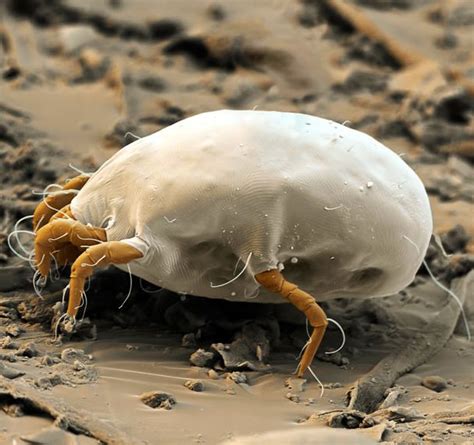 A Close Up Of A White Bug On The Ground In Muddy Area With Dirt And Rocks