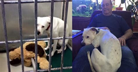 Dog Finds Forever Home After Abandoned At High Intake Shelter With