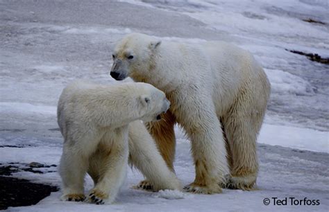unique photos of mating polar mating at the weather station on hopen