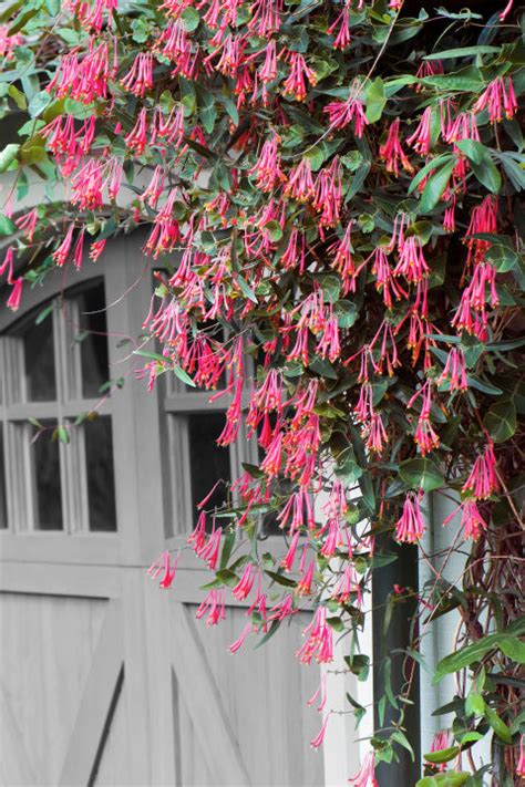 10 Fast Climbing Flowering Vines For Your Garden