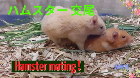 🆕ハムスター 交尾 Hamster Mating！すごい！ Youtube