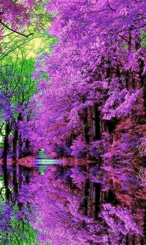 47 Best All Things Purple Images On Pinterest Violets Forests And