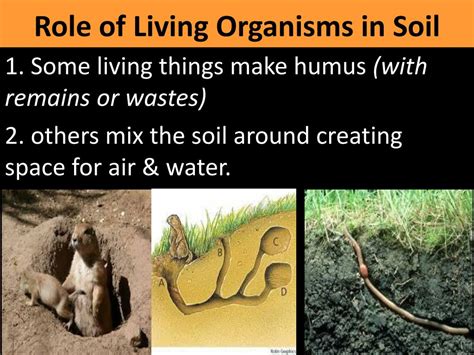 Ppt Chapter 8 Weathering And Soil Formation Powerpoint Presentation