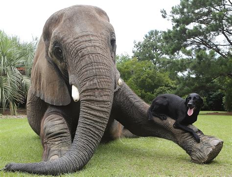 These Pictures Of Animal Friendship Have Made My Day