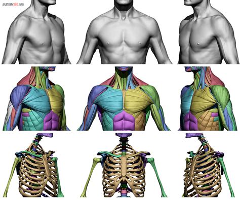 Male Upper Torso Anatomy Muscle Anatomy Reference 3d