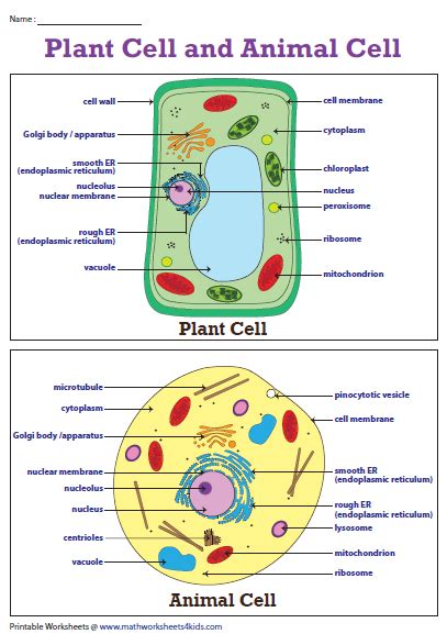 Plant Cell Diagram Animal Cell Diagram Study Biology Cell Biology