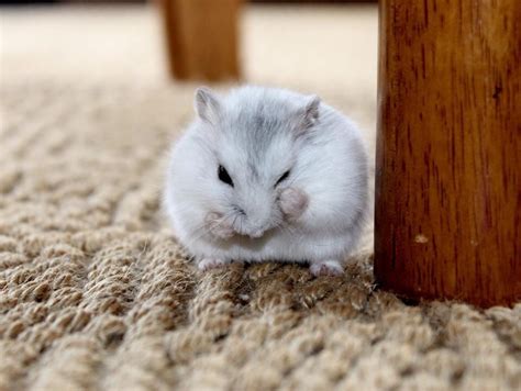 Known As The White Dwarf Hamster Djungarian Hamster