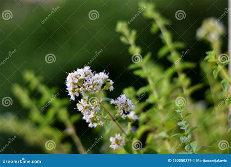 Oregano Flowering Plant Close Up On Green Background Stock Image