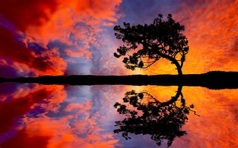 Tree Sunset Reflection #6944719