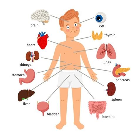 Órgãos Internos Do Corpo Do Menino Anatomia Humana Médica Para