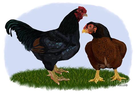 Dark Cornish Rooster And Hen Drawing By Leigh Schilling