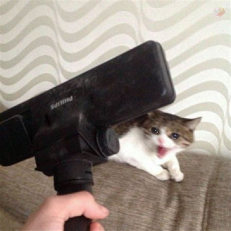Cool Sad Cat With Gun Meme References Peepsburghcom