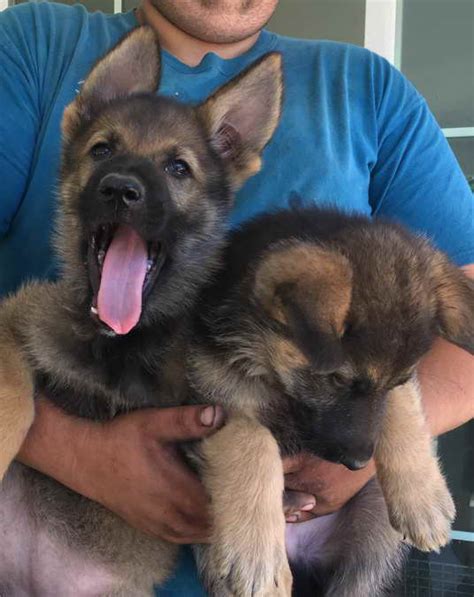 German Shepherd Puppies For Sale In Palmdale Ca Petsidi