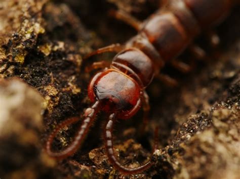 Typical Stone Centipedes Genus Lithobius · Inaturalist