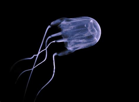 Australian Box Jellyfish Antidote For The Worlds Most Venomous