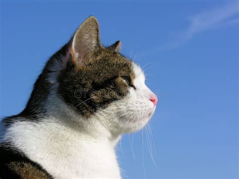 Tabby Cat On Blue Sky Stock Image Image Of Feline Profile 4580327