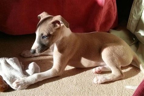 Lovely Whippet Puppy Fawnwhite For Sale Whippet Puppies Puppies