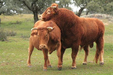 Animales Ibéricos En La Cultura Popular Toros Y Vacas