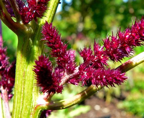 The Earth Of India All About Amaranth Amaranthus