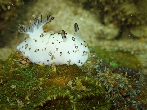 Sea Bunny Slug A Real Creature Or A Photoshop Hoax