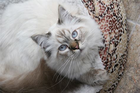 There are 12289 siamese cat for sale on etsy, and they cost $11.73 on average. Lynx Point Siamese Kittens For Sale Florida