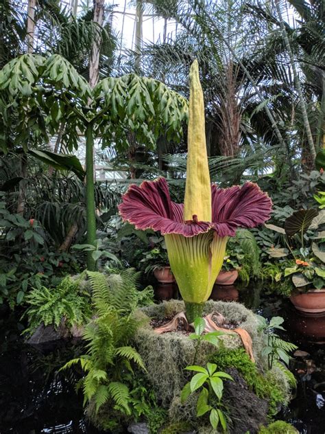 Corpse flower is a level 59 ochu found in azys lla. Watch the 2019 Corpse Flower Bloom in an Instant » New ...