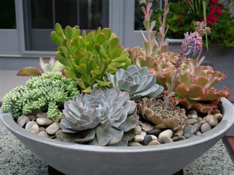 How To Plant Your Own Succulent Bowl World Of Succulents