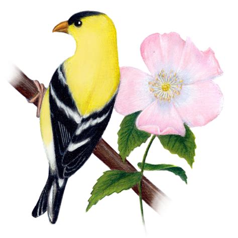Arkansas State Bird And Flower Coloring Pages ~ Top Coloring Pages
