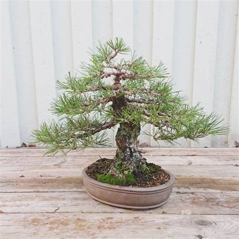 Japanese Black Pine Fully Wired Westcoastbonsai