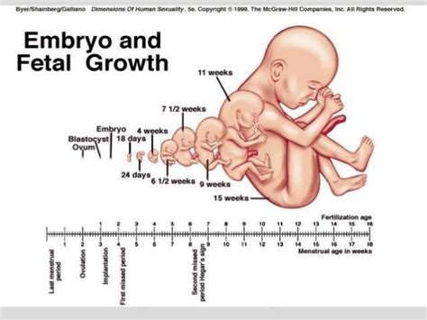 Embryos Have Full Human Regeneration And Possibly Radical Life Extension