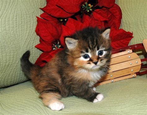 Welcome to ashley siberian kitten cattery! Hypoallergenic Siberian Christmas kittens in July ...