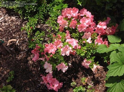 Every june these two and a half foot tall, compact evergreen shrubs are covered with large. PlantFiles Pictures: Satsuki Azalea 'Gumpo Pink ...