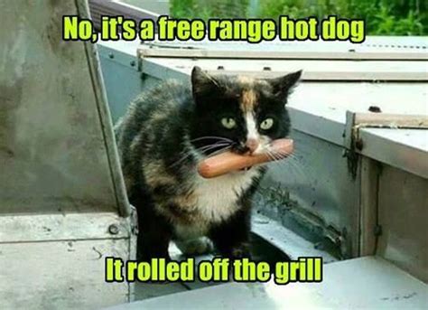 Cat Memes Hot Dog Check More At Animalmemes