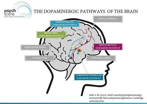 How Dopamine Affects The Brain