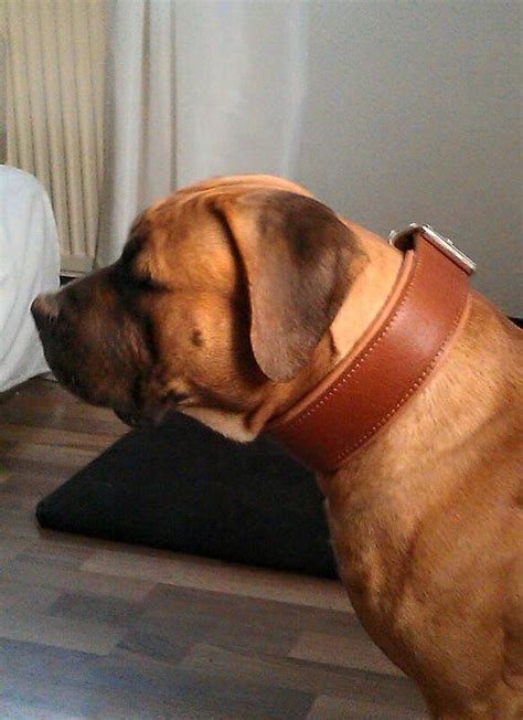 Style Padded Leather Collar By Bestia