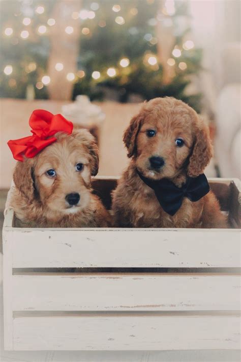 Many breeds of puppies for sale in georgia , some are sold cheap. Beautiful Red Goldendoodle Puppies Columbus Ohio ...