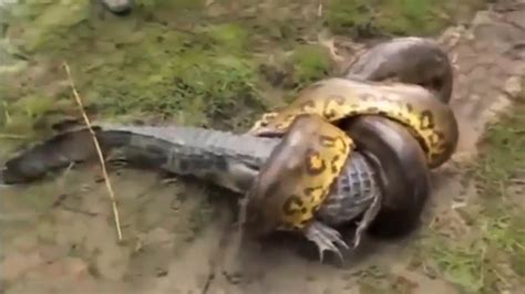 Anaconda Vs Cocodrilo La Ley Del MÁs Fuerte Batallas Épicas De